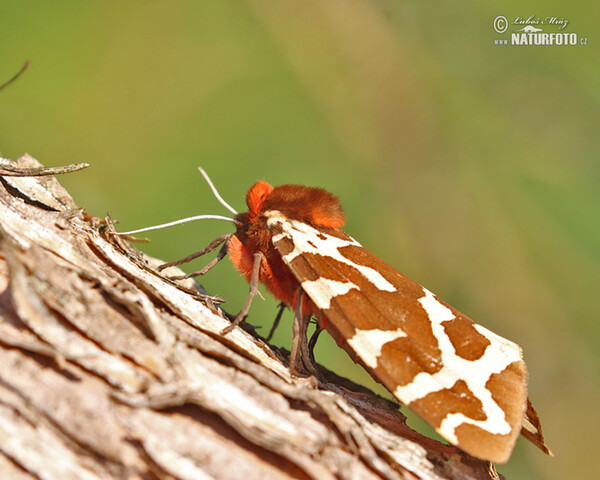 Brauner Bär Schmetterling