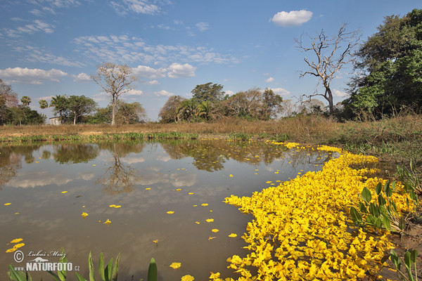 Brazil (Brasil, BR)