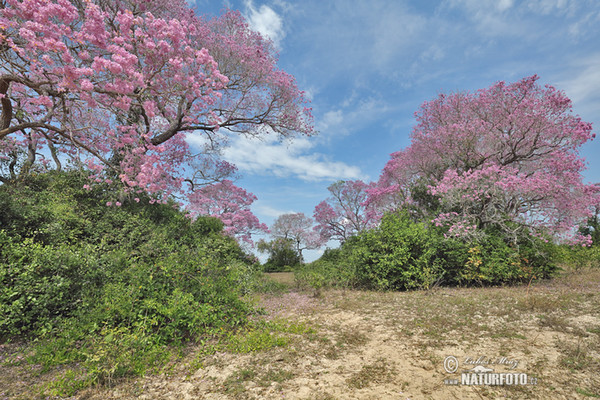 Brazil (Brasil, BR)