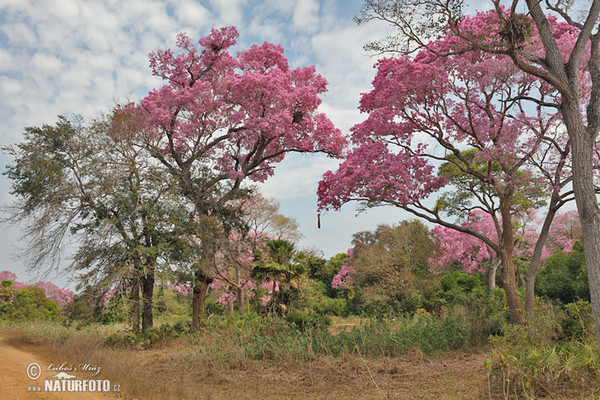 Brazil (Brasil, BR)