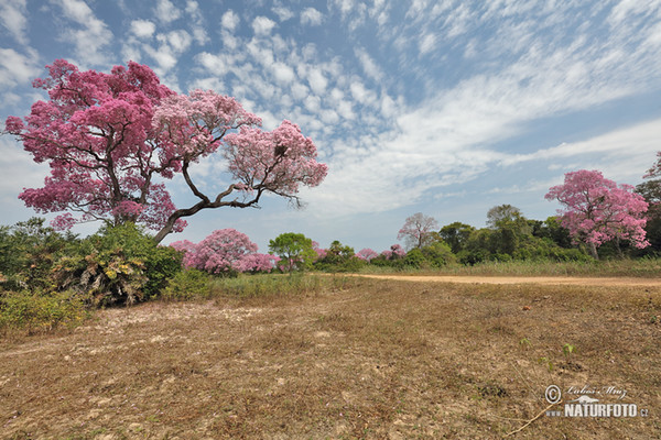 Brazil (Brasil, BR)