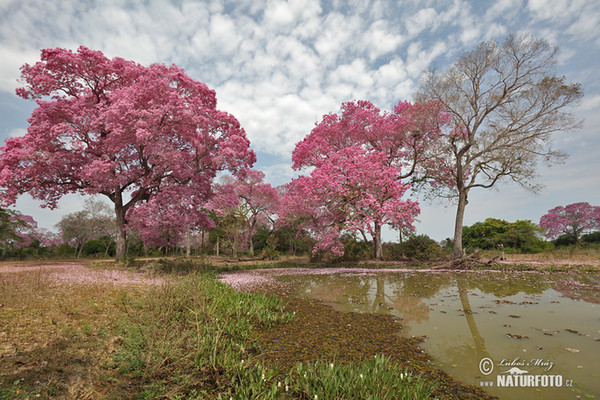 Brazil (Brasil, BR)