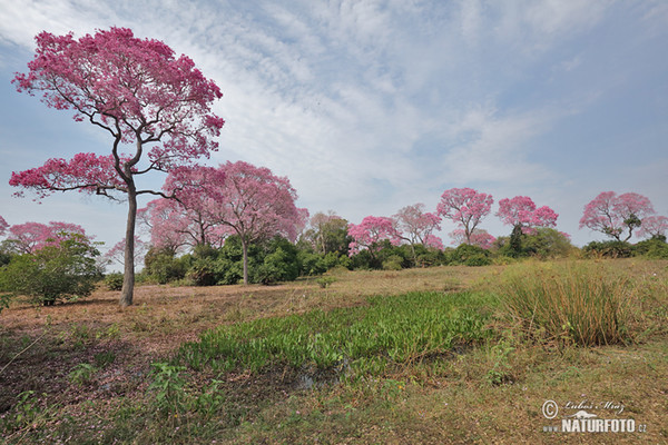 Brazil (Brasil, BR)