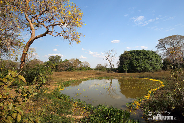 Brazil (Brasil, BR)