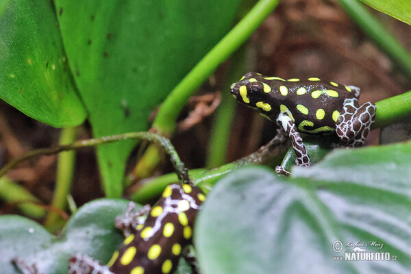 Brazilian poison frog (Ranitomeya vanzolinii)