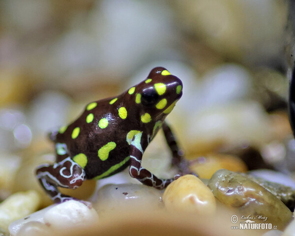 Brazilian poison frog (Ranitomeya vanzolinii)