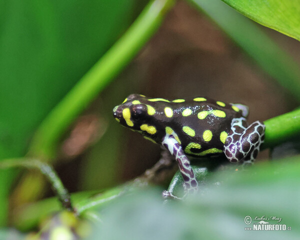 Brazilian poison frog (Ranitomeya vanzolinii)