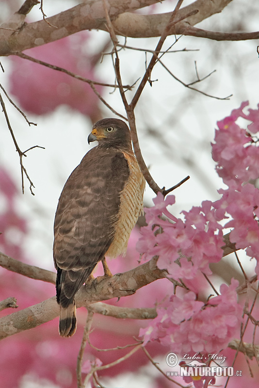 Breedvleugelbuizerd