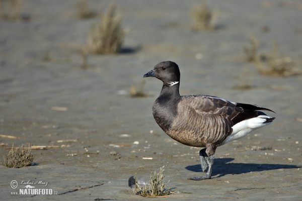 Bren Goose (Branta bernicla)