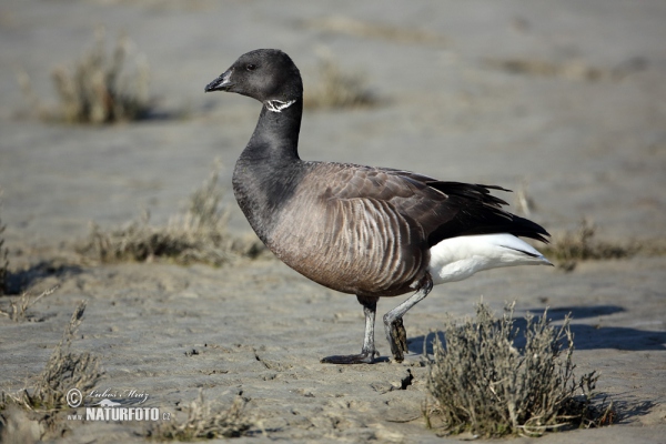 Bren Goose (Branta bernicla)