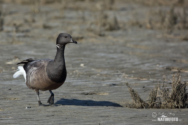 Bren Goose (Branta bernicla)