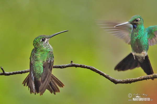 Brillant couronné de vert fer-de-lance