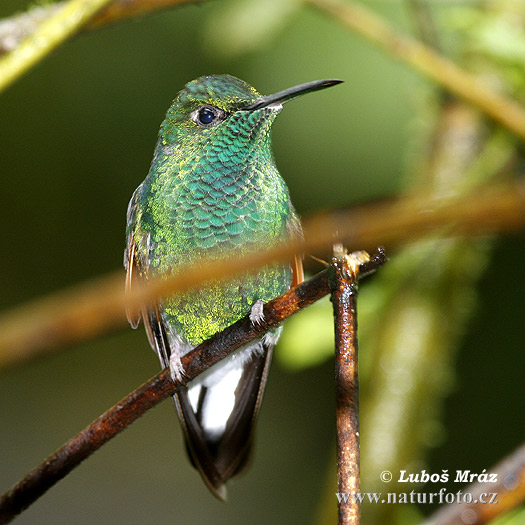 Brillante capoverde Colibrì diamante corona verde