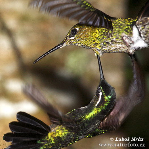 Brillante capoverde Colibrì diamante corona verde