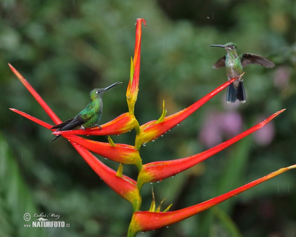 Brillante capoverde Colibrì diamante corona verde