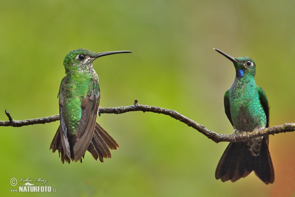 Brillante capoverde Colibrì diamante corona verde