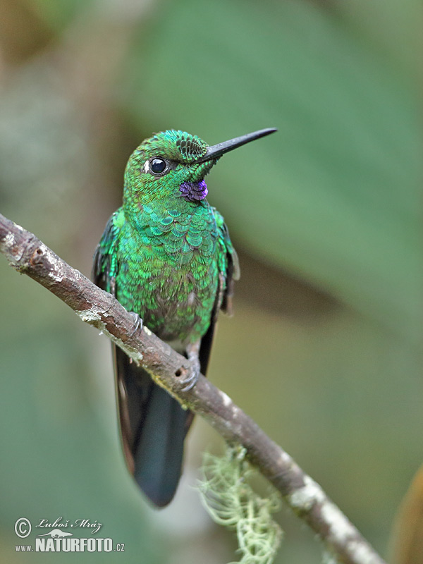 Brillante capoverde Colibrì diamante corona verde