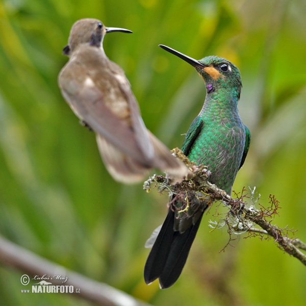 Brillante capoverde Colibrì diamante corona verde