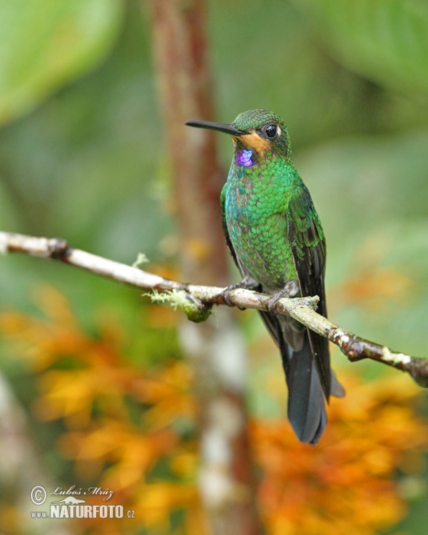 Brillante capoverde Colibrì diamante corona verde