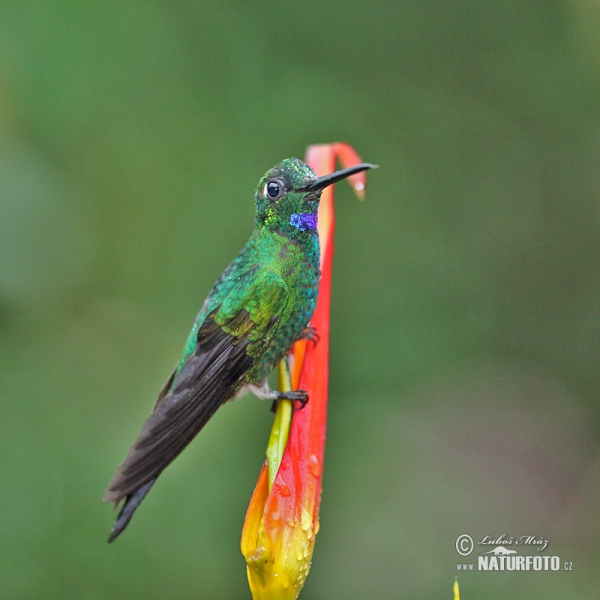 Brillante capoverde Colibrì diamante corona verde