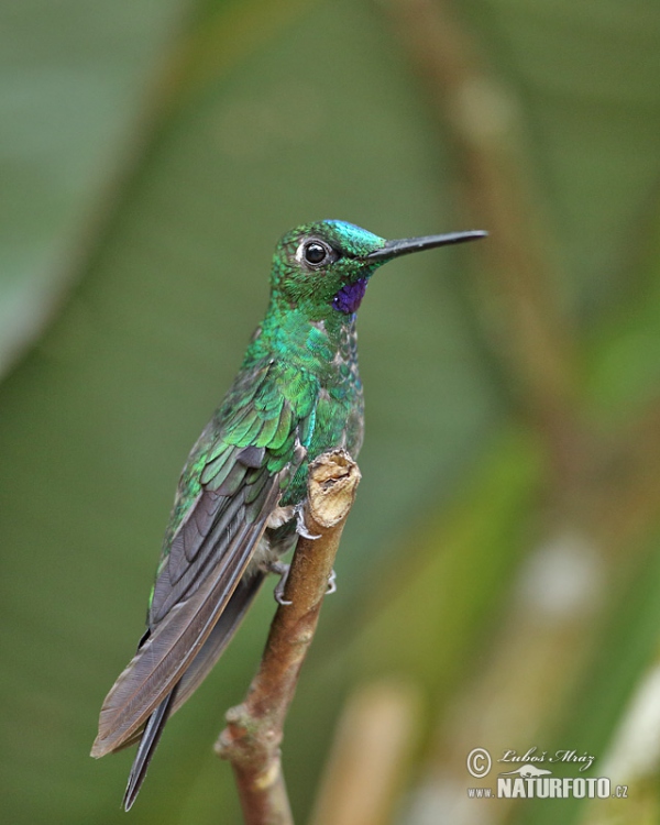 Brillante capoverde Colibrì diamante corona verde