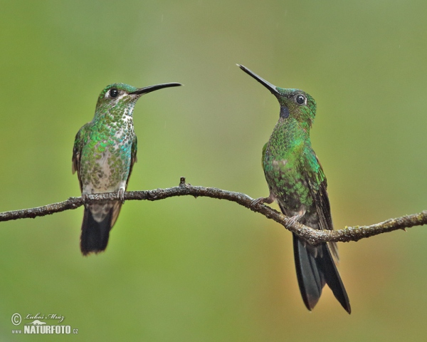 Brillante Coroniverde frentiverde Colibrí Jacula