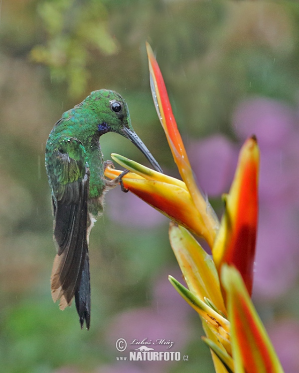 Brillante Coroniverde frentiverde Colibrí Jacula