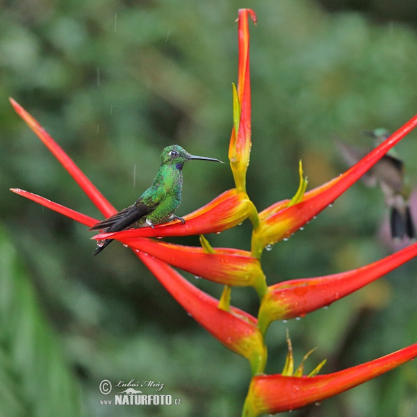 Brillante Coroniverde frentiverde Colibrí Jacula