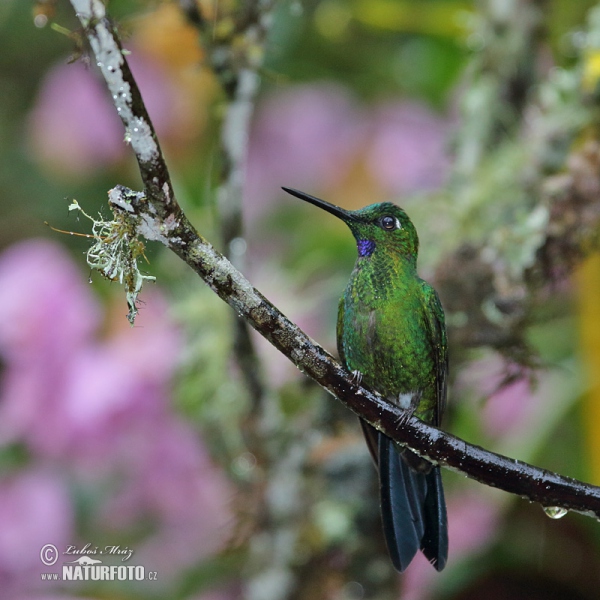 Brillante Coroniverde frentiverde Colibrí Jacula