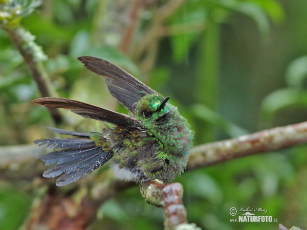 Brillante Coroniverde frentiverde Colibrí Jacula