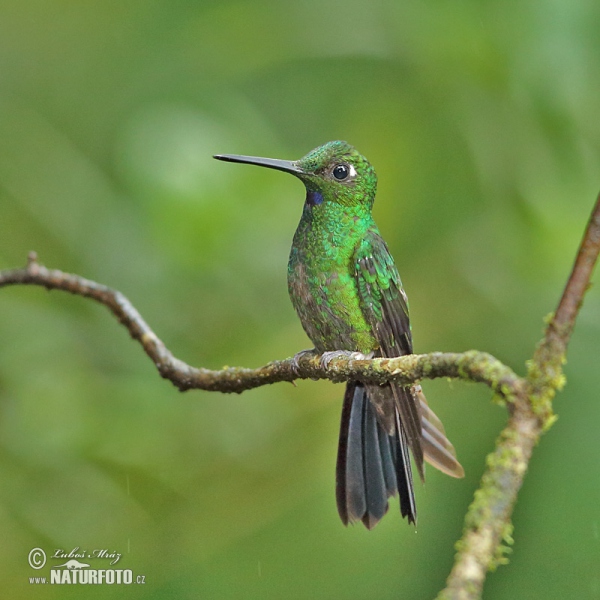 Brillante Coroniverde frentiverde Colibrí Jacula