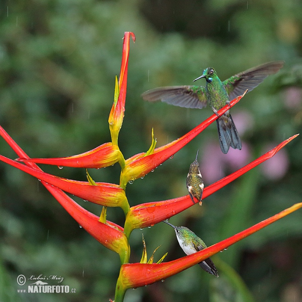 Brillante Coroniverde frentiverde Colibrí Jacula