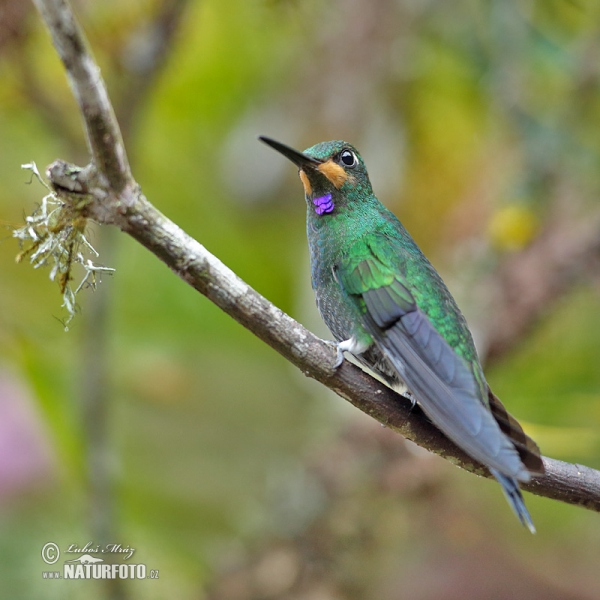 Brillante Coroniverde frentiverde Colibrí Jacula