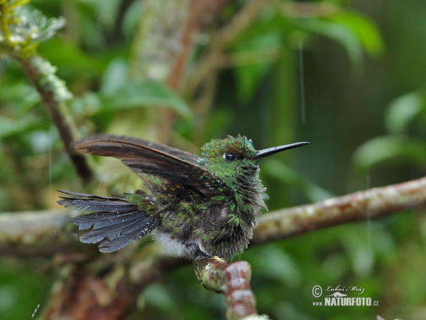 Brillante Coroniverde frentiverde Colibrí Jacula