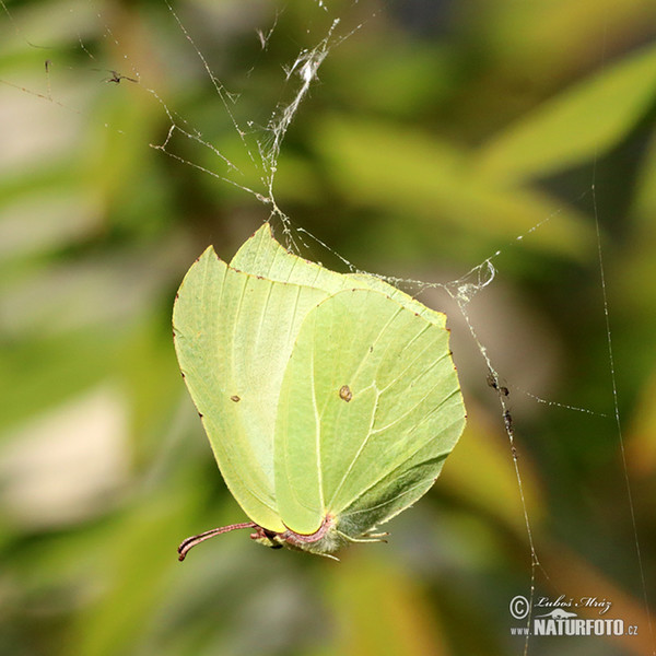 Brimstone butterfly (Gonepteryx rhamni)