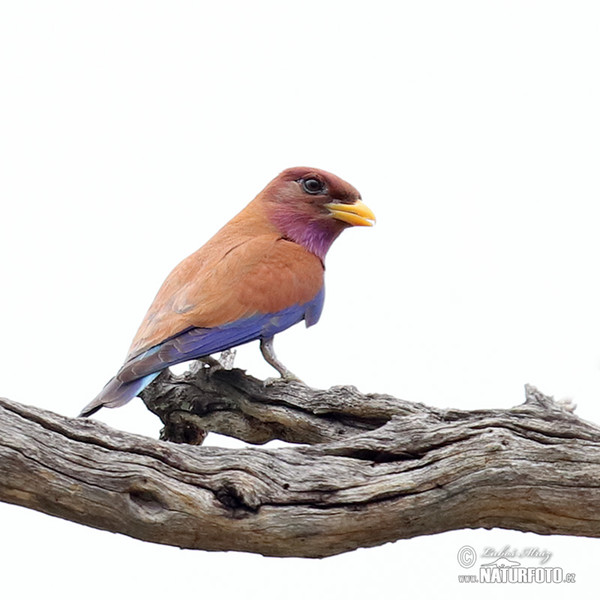 Broad-billed Roller (Eurystomus glaucurus)