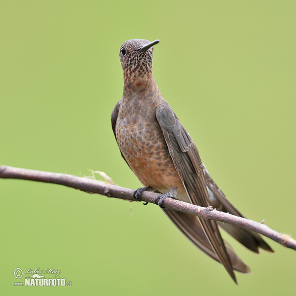 Bronzy Inca (Coeligena coeligena)