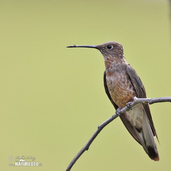 Bronzy Inca (Coeligena coeligena)