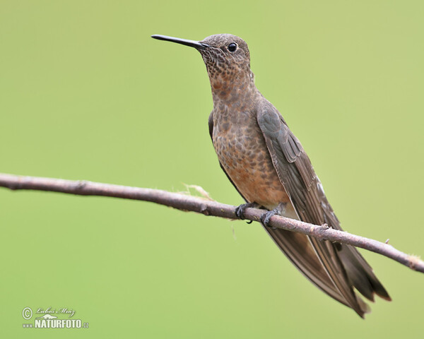 Bronzy Inca (Coeligena coeligena)