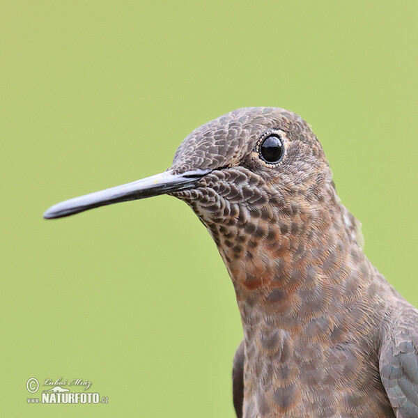 Bronzy Inca (Coeligena coeligena)