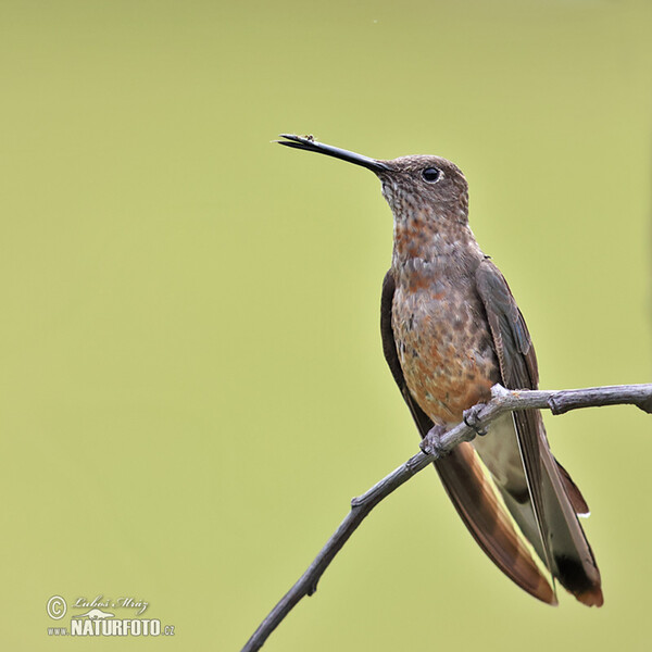 Bronzy Inca (Coeligena coeligena)