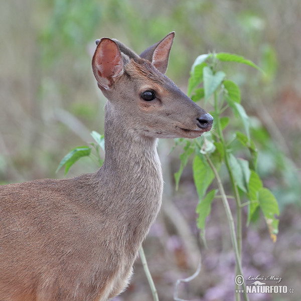 Brown Brocket (Mazama gouazoubira)