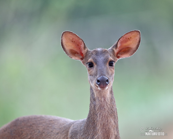 Brown Brocket (Mazama gouazoubira)