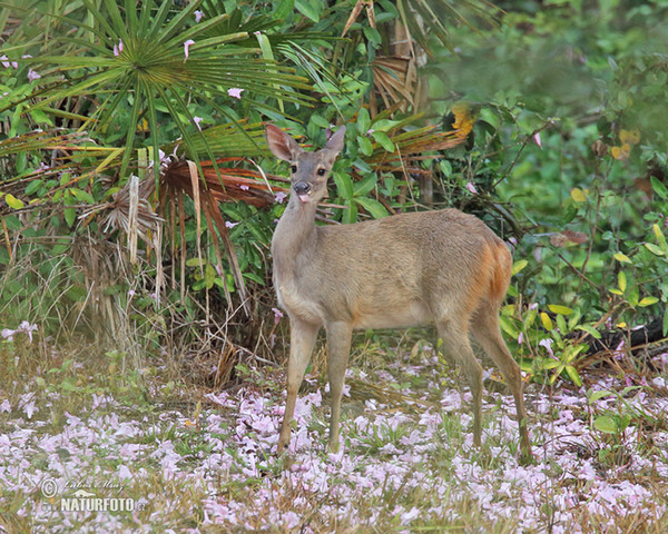 Brown Brocket (Mazama gouazoubira)