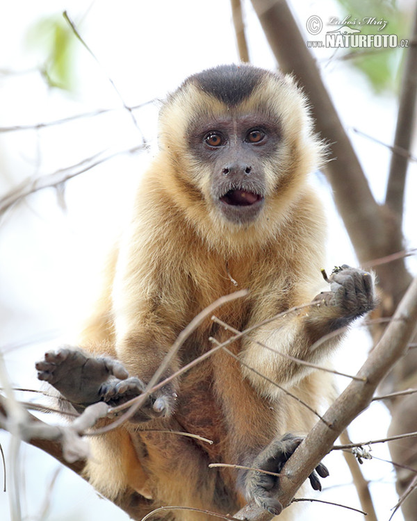 Brown Capuchin Monkey (Cebus appella)