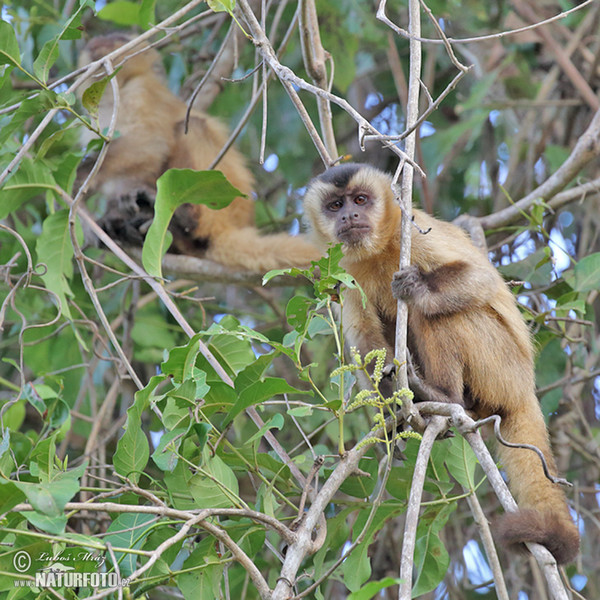 Brown Capuchin Monkey (Cebus appella)