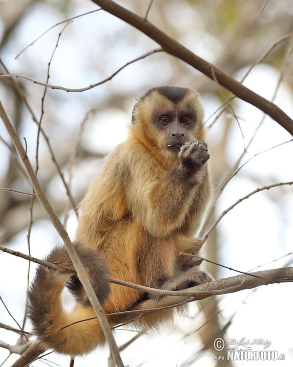 Brown Capuchin Monkey (Cebus appella)