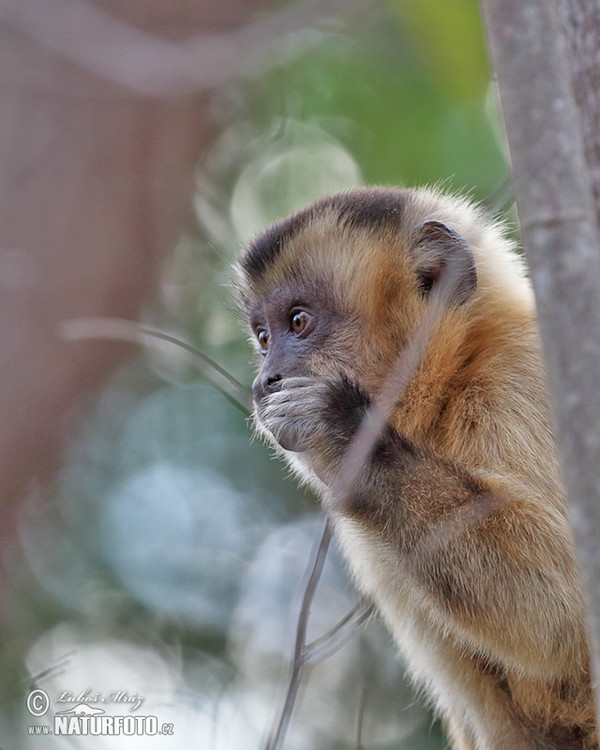 Brown Capuchin Monkey (Cebus appella)