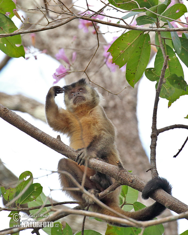 Brown Capuchin Monkey (Cebus appella)