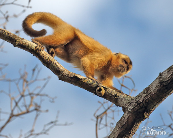 Brown Capuchin Monkey (Cebus appella)